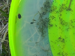 Laccophilus maculosus