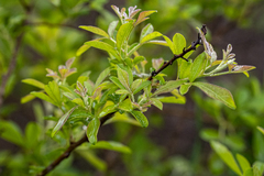 Searsia rehmanniana, photograph (c) magriet b, some rights reserved (CC BY-SA)