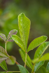 Searsia rehmanniana, photograph (c) magriet b, some rights reserved (CC BY-SA)