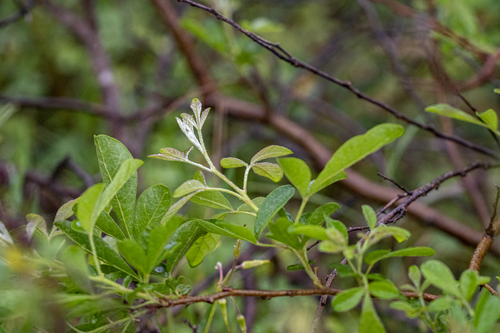 Searsia rehmanniana, photograph 4