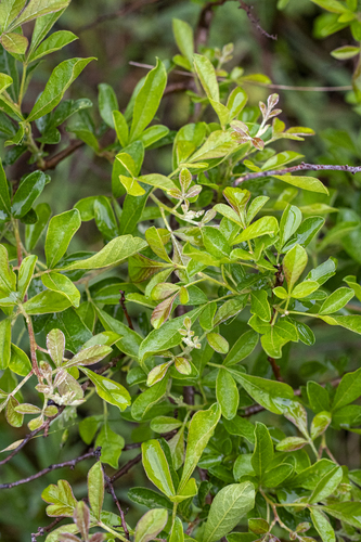 Searsia rehmanniana, photograph 1