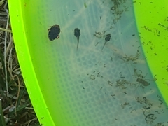 Laccophilus maculosus