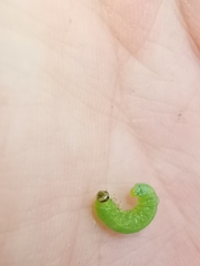 Pristiphora appendiculata