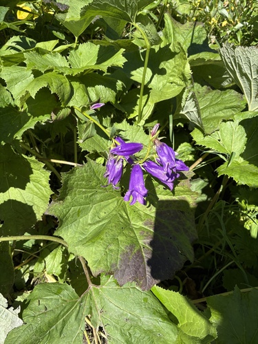 Campanula latifolia, photograph 6