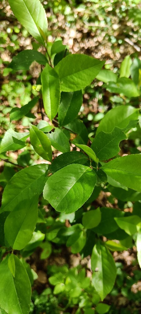 Prunus serotina