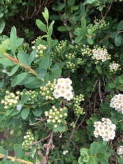 Spiraea nipponica