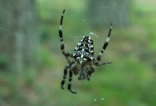 Cross Orbweaver