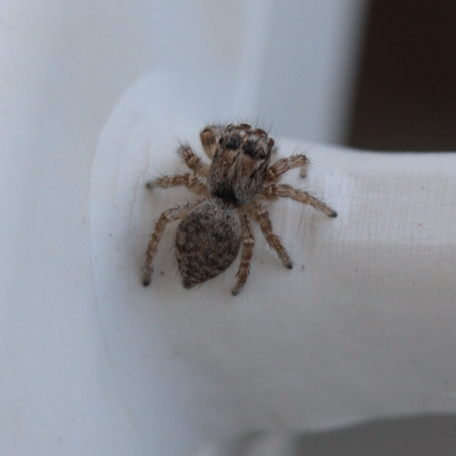 Red-bellied Jumping Spider
