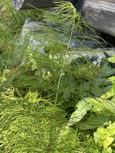wood horsetail