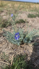 Linum austriacum, photograph (c) Christoph Moning, some rights reserved (CC BY)