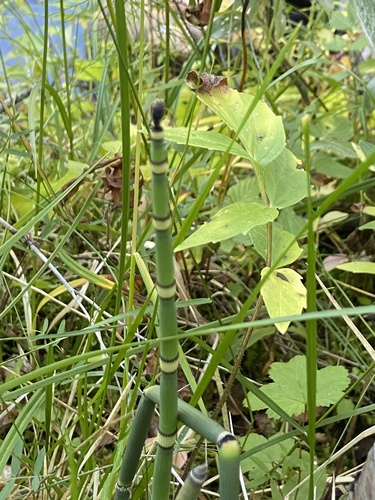 rough horsetail