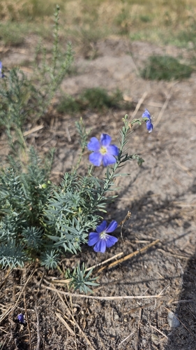 Linum austriacum, photograph 3