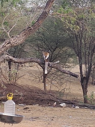Rufous Treepie