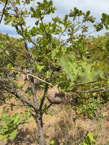 Andricus quercustozae