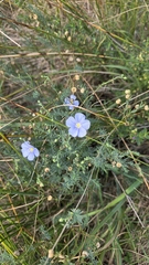 Linum austriacum