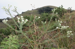 Lasiosiphon calocephalus