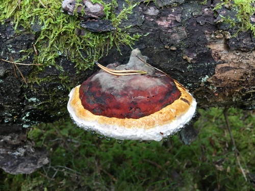 Red-banded Polypore
