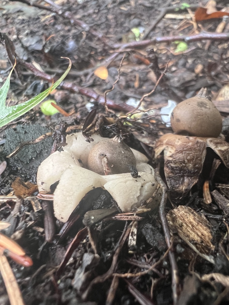 Geastrum morganii · September 2026 · photo: Photo: no rights reserved · iNaturalist