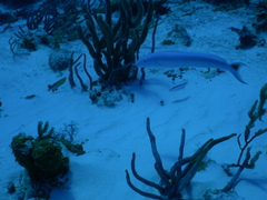 Malacanthus plumieri