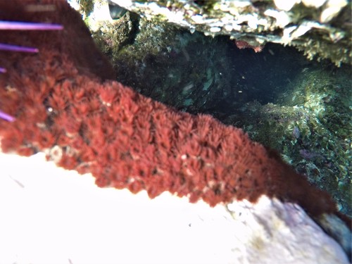 Terrazoanthus patagonichus