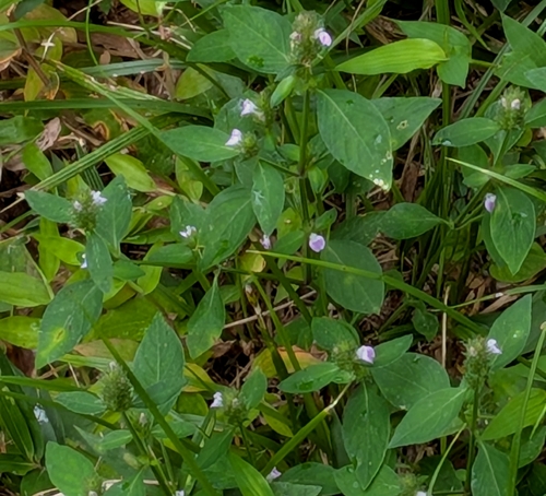 Rostellularia procumbens, photograph 2