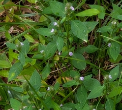Rostellularia procumbens, photograph (c) mami_t_t, some rights reserved (CC BY)