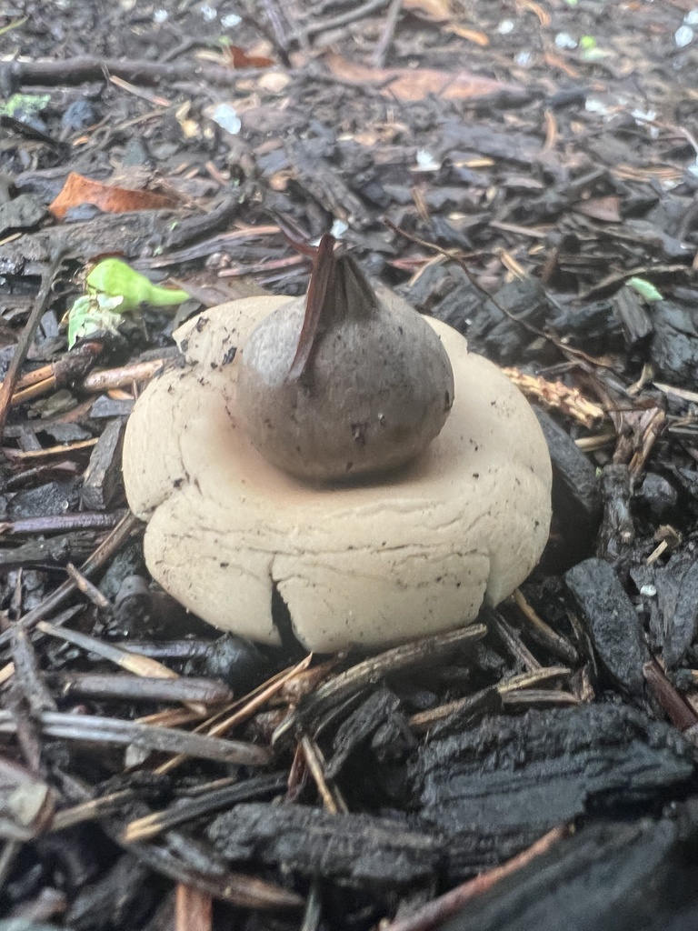 Geastrum morganii