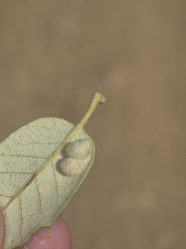 Dryomyia lichtensteinii