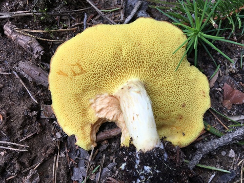 Suede Bolete