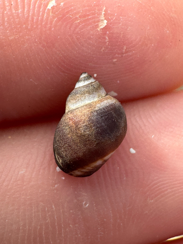 Echinolittorina hawaiiensis, 2026-09-01