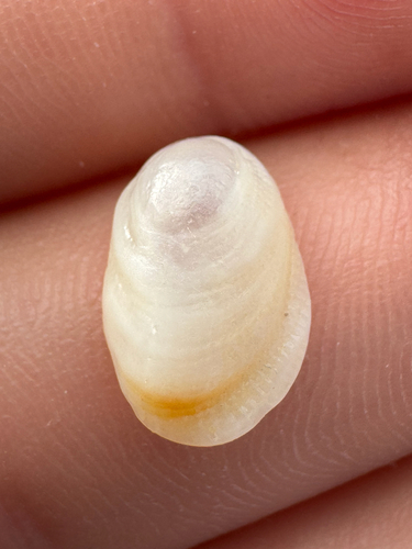 Pilosabia trigona observed 2026-09-01