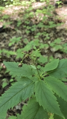 Scrophularia lanceolata