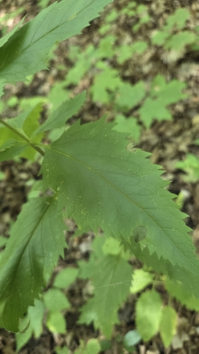 Scrophularia lanceolata, photograph 2