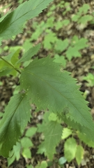 Scrophularia lanceolata, photograph (c) Carter Ertel, some rights reserved (CC BY)