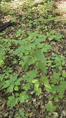 Scrophularia lanceolata, photograph (c) Carter Ertel, some rights reserved (CC BY)