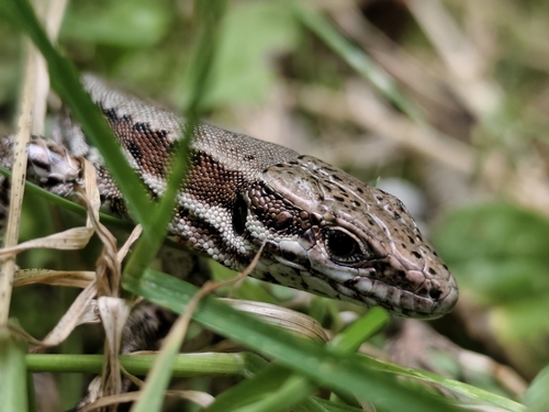 Common Wall Lizard