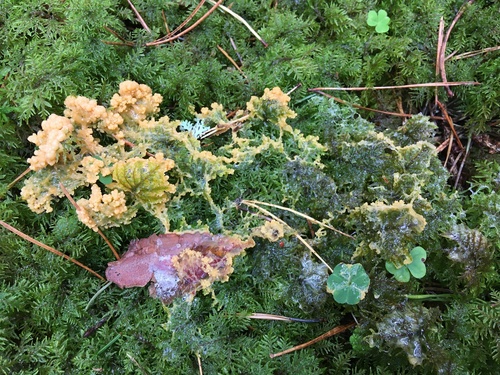 Lignydium muscorum