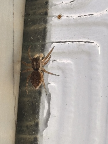 Half-edged Wall Jumping Spider