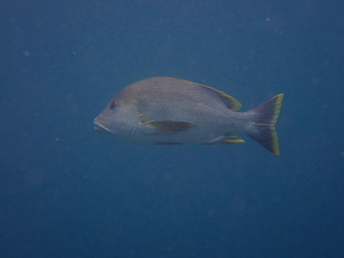 Lutjanus rivulatus observed 2026-09-02