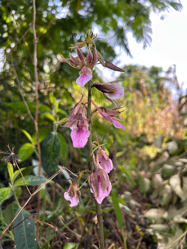 Eulophia guineensis