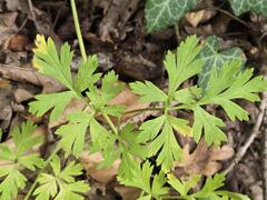 Physospermum cornubiense, photograph (c) Сергей Голубев, some rights reserved (CC BY)