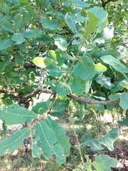 Quercus laceyi