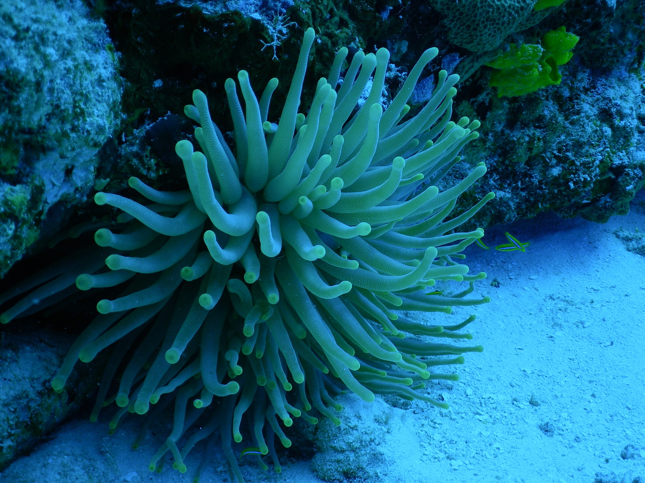 atlantic anemone, caribbean anemone, condy, condy anemone, florida pink-tipped anemone, giant anemone, giant caribbean anemone, giant carribean anemone, haitian pink-tipped anemone, karibische goldrose, pink-tipped anemone, purple-tipped anemone