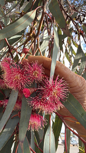 Coral Gum