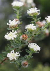 Lasiosiphon calocephalus