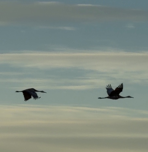 Sandhill Crane