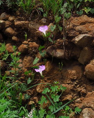 Ipomoea orizabensis novogaliciana