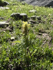 Pedicularis condensata