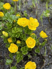 Trollius ranunculinus