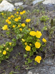 Trollius ranunculinus, photograph (c) Екатерина Кравцова, some rights reserved (CC BY)